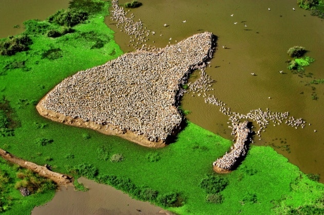 Pélicans dans le delta du fleuve Sénégal près de Saint Louis, Parc national du Djoudj, Sénégal (16°25’ N - 16°16’ O). 0169 Yann Arthus Bertrand