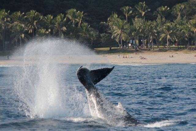 Observation de baleines au large des côtes réunionnaises en juillet 2013. © Globice
