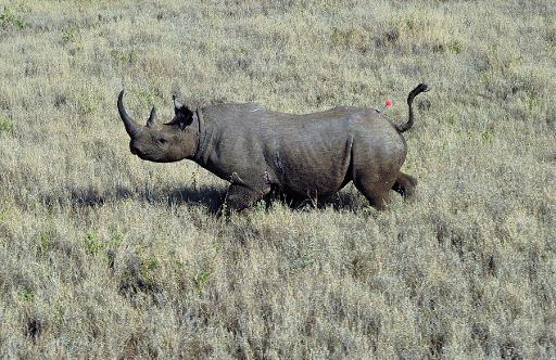 rhinocéros de Namibie