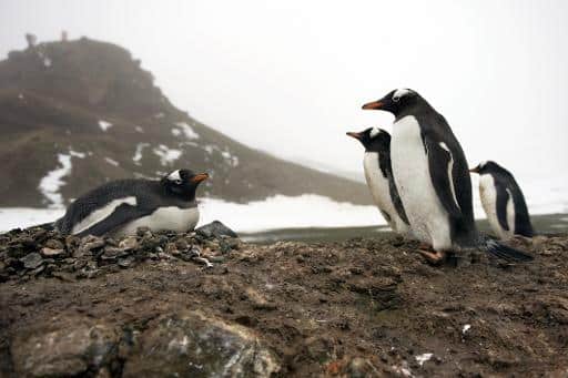 Gentoo penguins are seen on the shore of King George Island, Antarctica, on October 28, 2008 © AFP/File Martin Bureau 