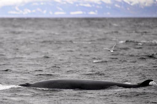 chasse à la baleine