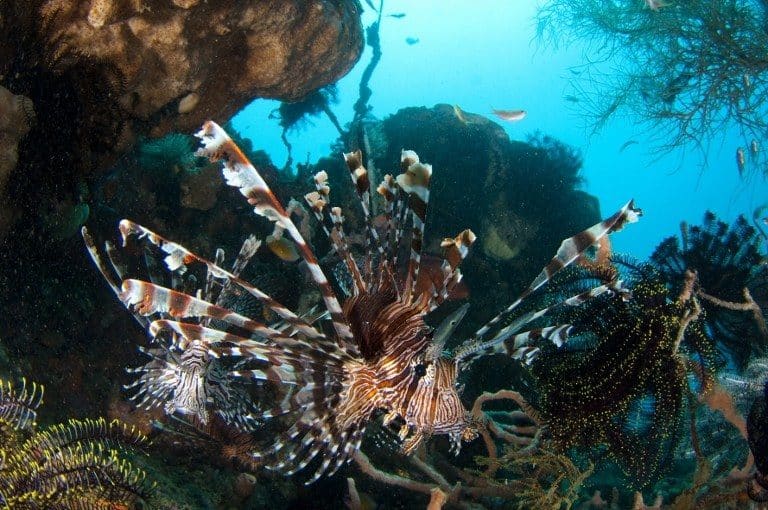 Poisson lion. © AFP PHOTO / HO / GIL WOOLLEY / TIMOR-LESTE DIVE PHOTO COMPETITION