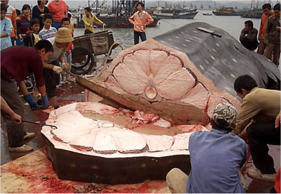 Des pêcheurs découpent un requin baleine. © Wild Life Risk