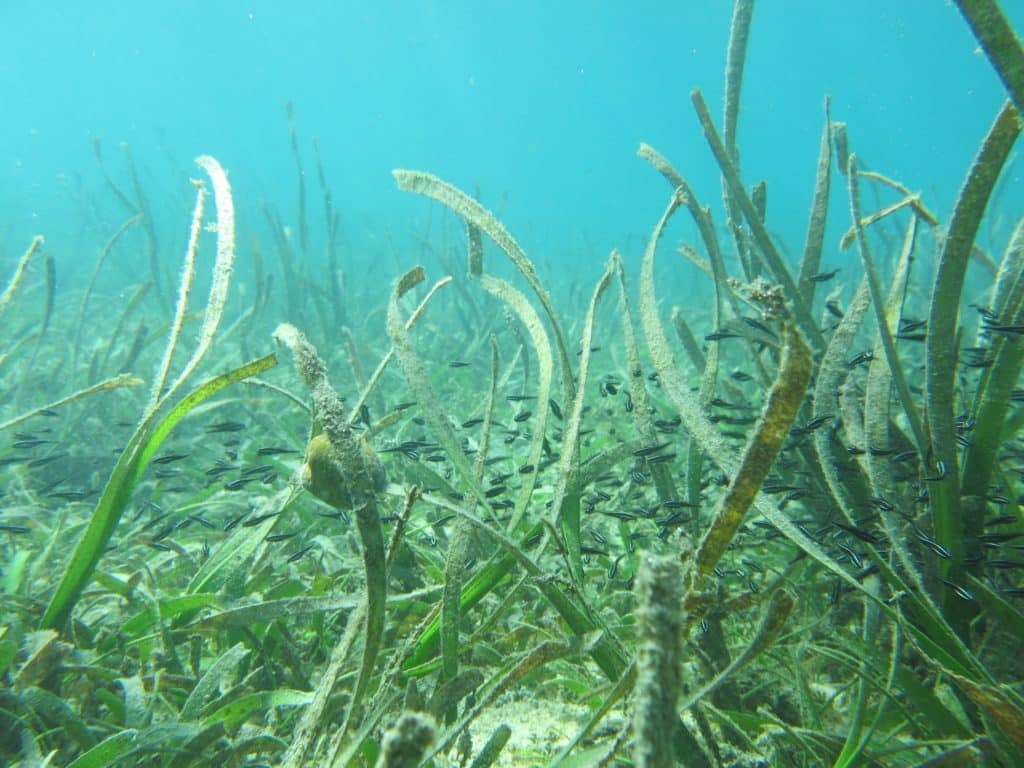 Herbiers marins de l’aire marine protégée de Bahoi abritant des juvéniles de poissons © Yapeka