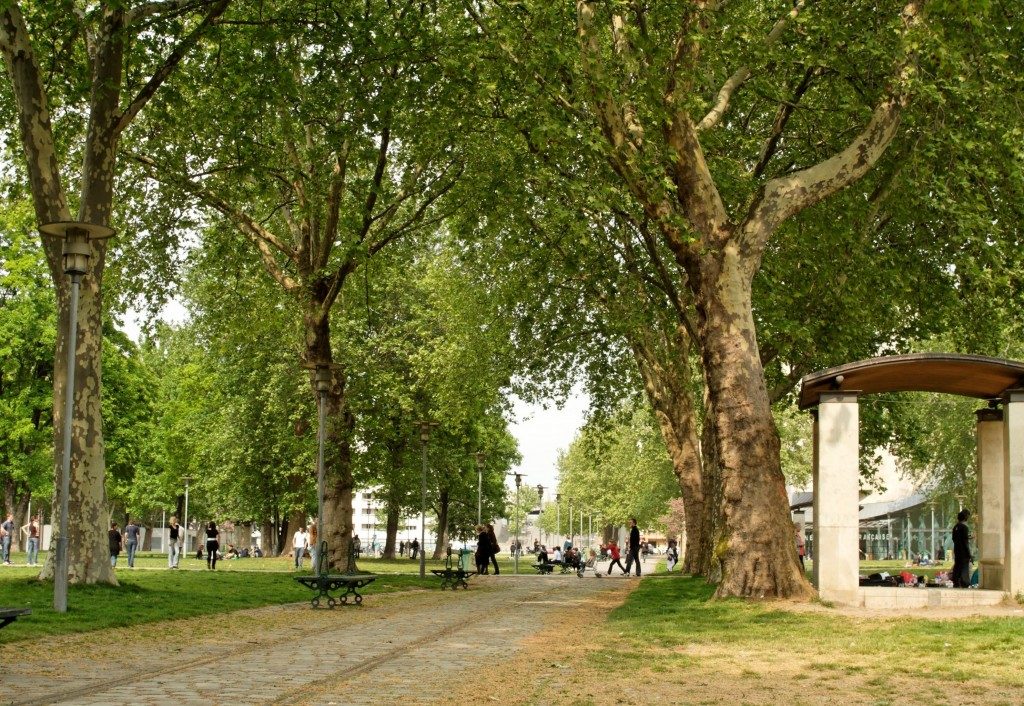 Les_arbres_centenaires_du_parc_de_Bercy_à_Paris-1024x706