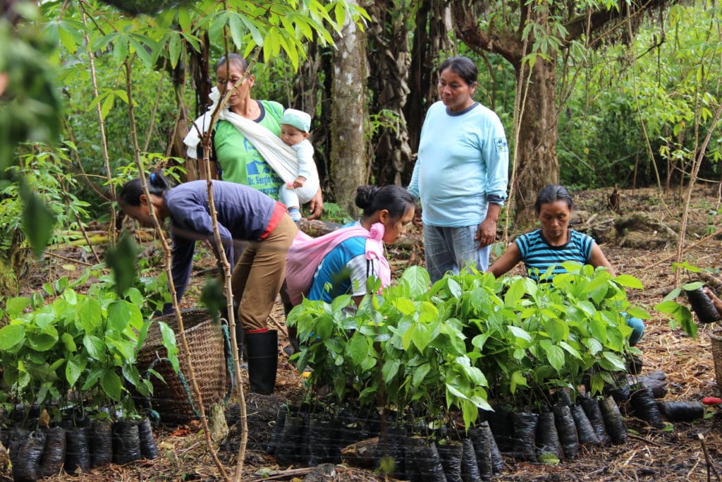 reforestation