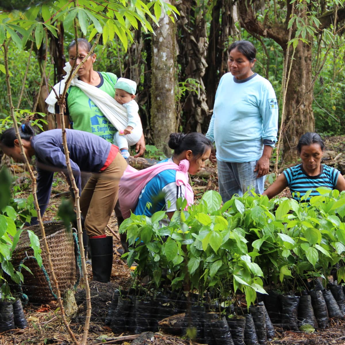 reforestation