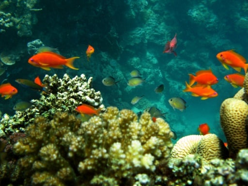 récifs coralliens