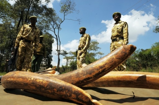 trafic d'ivoire