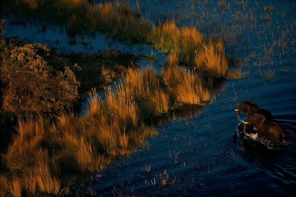Eléphants dans le delta de l’Okavango, Botswana (19°26’ S – 23°03’ E)