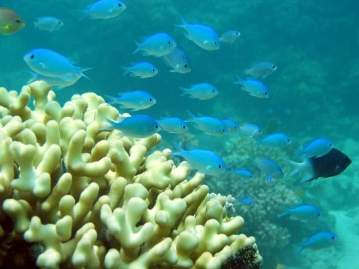 poissons coralliens