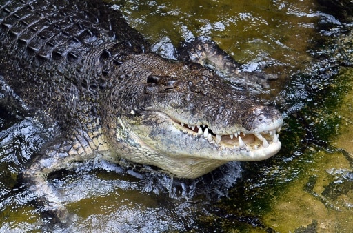 chasse aux crocodiles