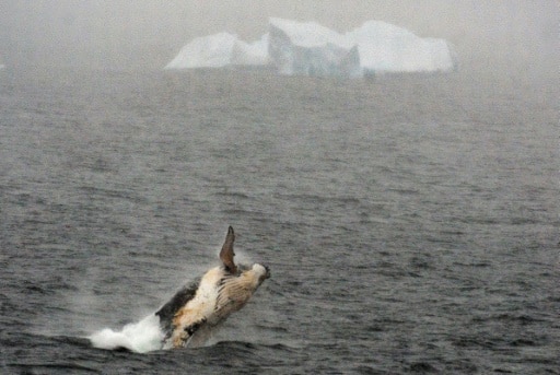 baleiniers