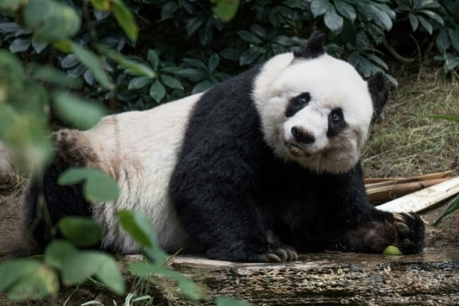 panda geant