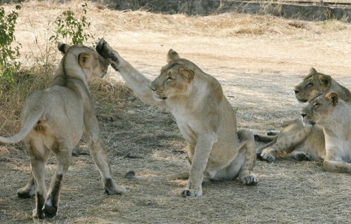 lions d'asie