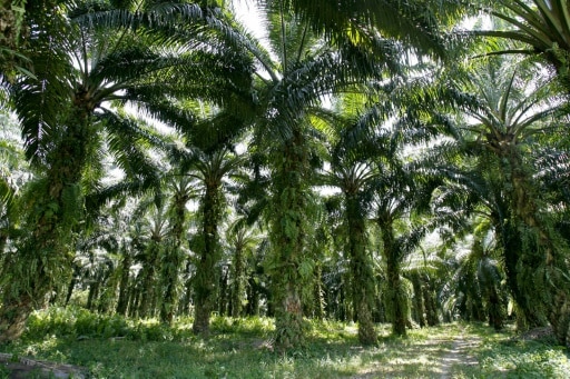 total huile de palme