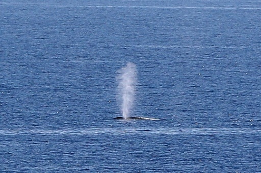 baleines boréales