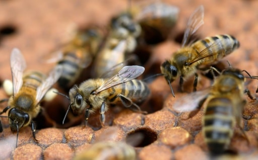 abeilles sauvees