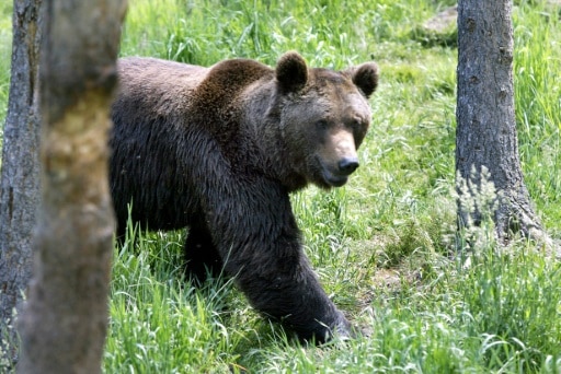 reintroduction de l'ours