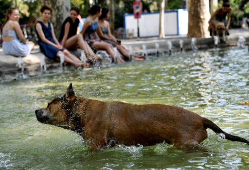 canicule animaux