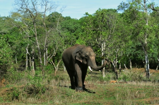 elephants inde