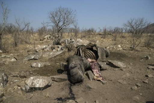 trafiquants de rhinoceros