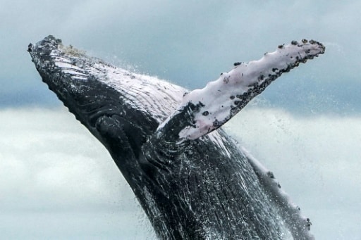 chasse a la baleine