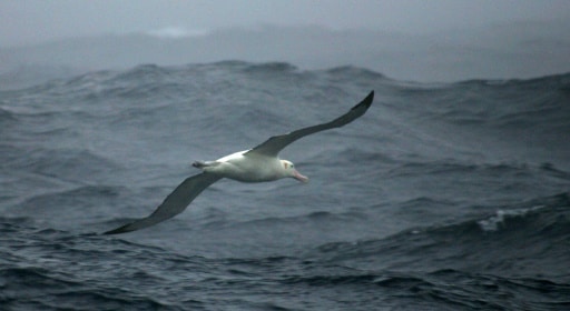 albatros souris