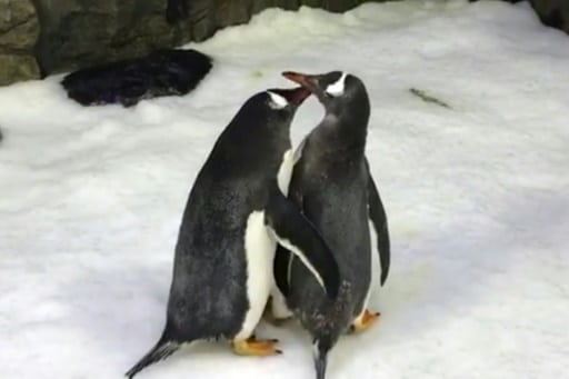 pingouins males