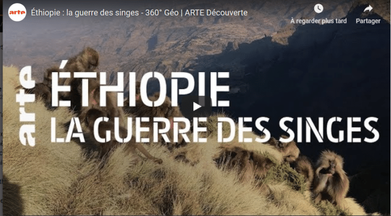 ethiopie singes conflit