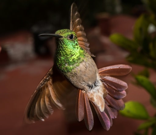 colibris mexico jardins