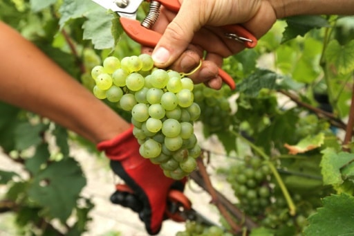 viticulteurs grande bretagne changement climatique vins