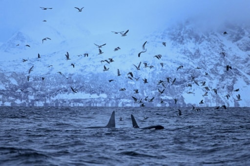 orques migration nord climat