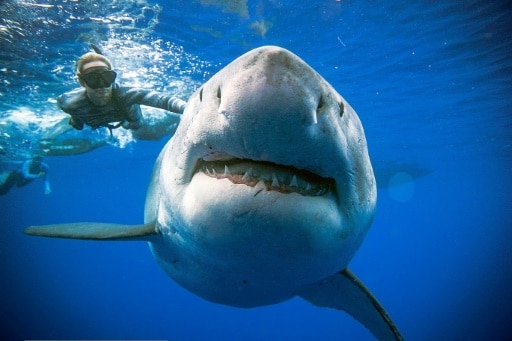 requins blancs plongeurs hawai