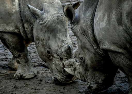 braconnage rhinoceros afrique du sud recul