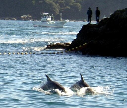 chasse aux duaphins justice japon