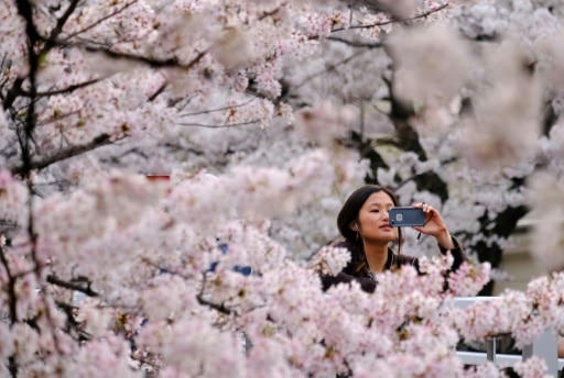 cerisiers fleur japon