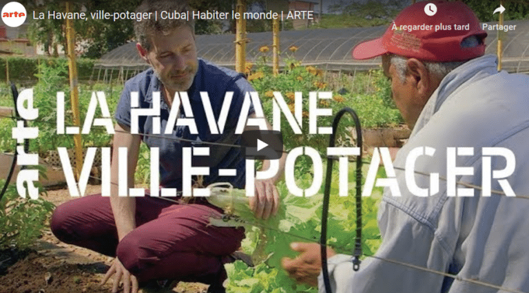 la havane potager agriculture urbaine