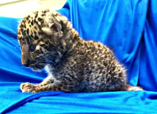 bebe leopard