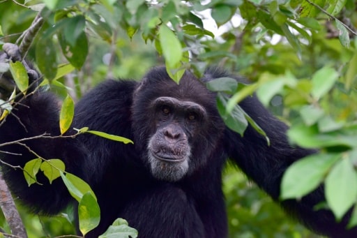 chimpaneés diversite culturelle disparition