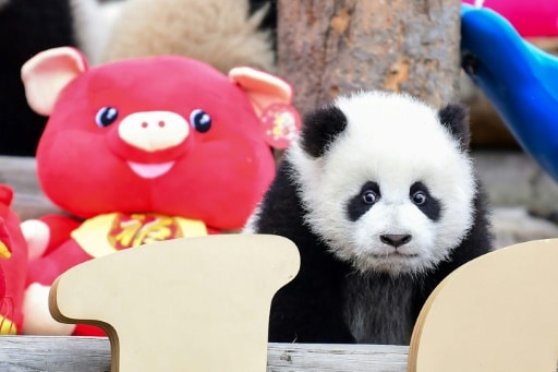zoo californie panda restitution chine