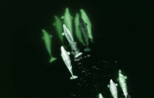 regime alimentaire phooques baleiens arctique