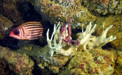 coraux blanchiment