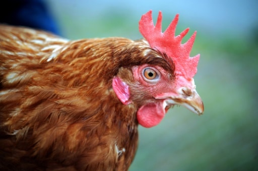 L'association de défense des animaux L214 et la fondation 30 millions d'amis ont dénoncé mardi les "conditions de vie catastrophiques" dans un élevage de 185.000 poules pondeuses à Caro (Morbihan) © AFP/Archives FRED TANNEAU