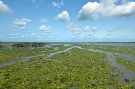 Des algues vertes près de Hillion, dans la baie de Saint-Brieuc, le 10 août 2014 dans les Côtes d'Armor © AFP/Archives MIGUEL MEDINA
