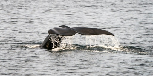 Une baleine noire, espèce en voie d'extinction, photograpiée le 14 avril 2019 au large de Provincetown dans l'Etat américain du Massachusetts © AFP Don Emmert