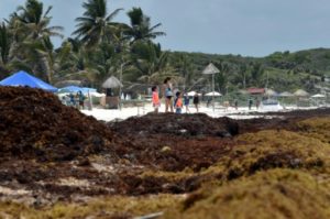 mexique sargasses algues menacent idylliques plages envahie tulum