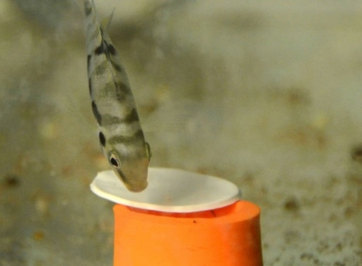 Un cichlidé zébré essaie d'ouvrir une boîte, dans le cadre d'une expérience menée par un laboratoire du CNRS à l'université de Bourgogne, à Dijon © AFP/Archives Handout