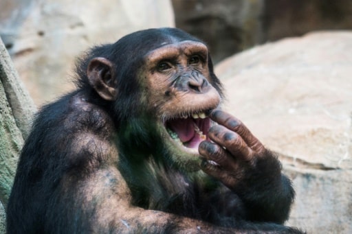 Chimpanzé dans un parc zoologique en France le 1er août 2018 © AFP/Archives GUILLAUME SOUVANT