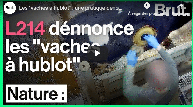 L214 dénonce la pratique des vaches à hublot - GoodPlanet mag'